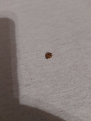 Harmonia axyridis