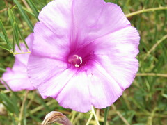 Ipomoea leptophylla