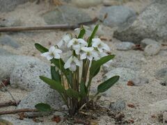 Viola patrinii