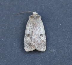 Diarsia dislocata