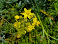 Bulbine frutescens