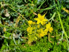 Bulbine frutescens