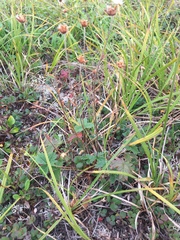 Potentilla hyparctica
