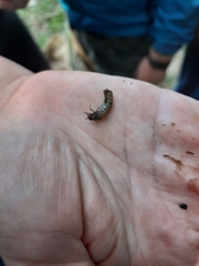 Limnephilus rhombicus