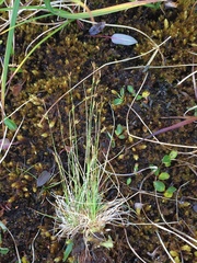 Carex williamsii