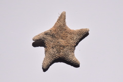 Asterina gibbosa
