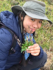 Cardamine bellidifolia