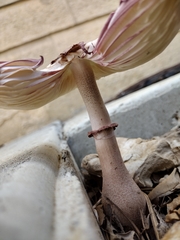 Leucoagaricus americanus