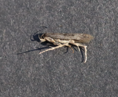 Bryotropha galbanella