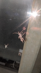 Trichoferus campestris