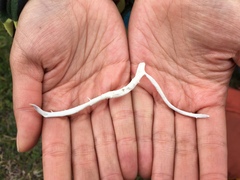 Thamnolia vermicularis