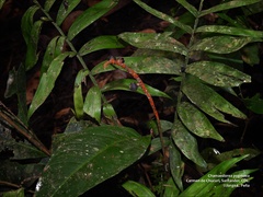Chamaedorea pygmaea