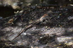 Stenocercus ornatissimus