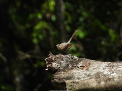 Mimus polyglottos orpheus