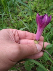 Ipomoea decasperma