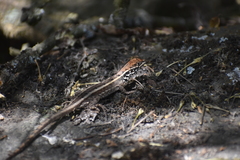 Stenocercus ornatissimus