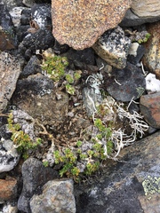 Draba tschuktschorum