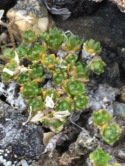 Draba tschuktschorum