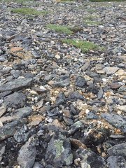 Draba tschuktschorum