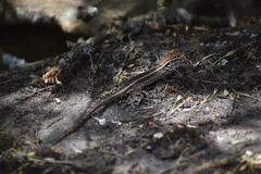 Stenocercus ornatissimus