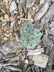 Artemisia senjavinensis
