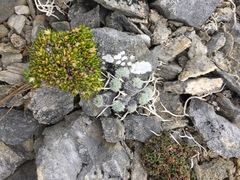 Stellaria dicranoides