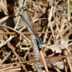 Platycnemis pennipes