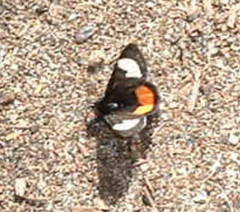 Psychomorpha epimenis