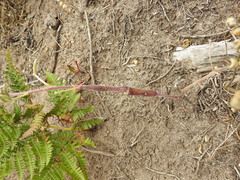 Neolasioptera lupini
