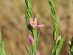 Schenkia spicata