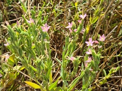 Schenkia spicata
