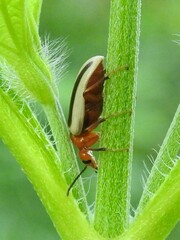 Zonitis bilineata
