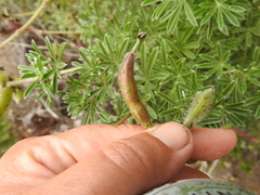 Neolasioptera lupini