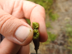 Neolasioptera lupini