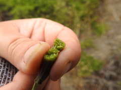 Neolasioptera lupini