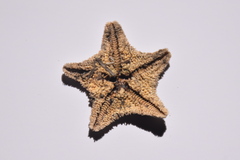 Asterina
