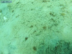 Bulla occidentalis
