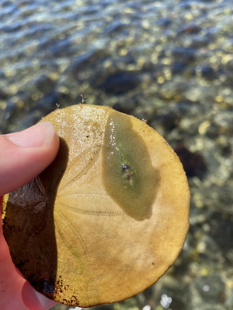 Phylloplana