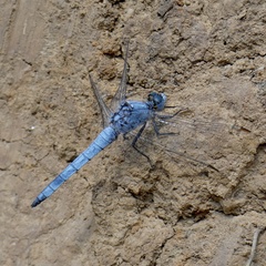 Orthetrum