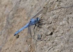 Orthetrum