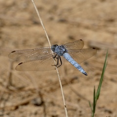 Orthetrum
