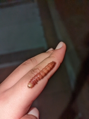 Litoprosopus coachella