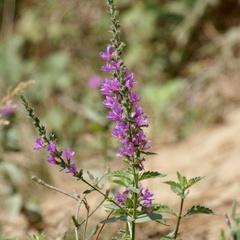Lythrum salicaria