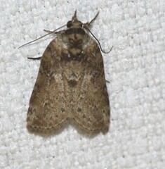 Nycteola indica