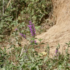 Lythrum salicaria