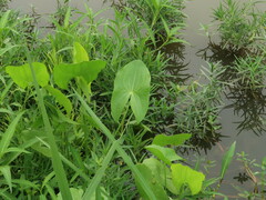 Sagittaria brevirostra