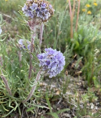 Ipomopsis globularis