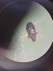 Salpingidae