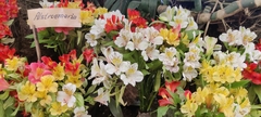 Alstroemeriaceae