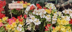 Alstroemeriaceae
